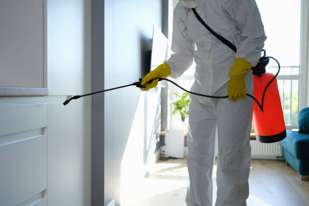 Best Mold Cleaning Services  in North Falmouth, MA