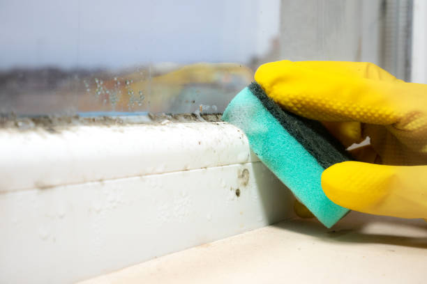 Best Mold Removal Company Near Me  in North Falmouth, MA
