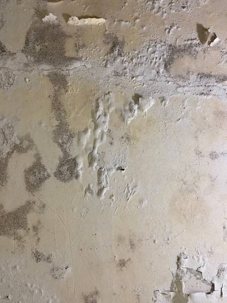 Best Affordable Mold Removal  in North Falmouth, MA
