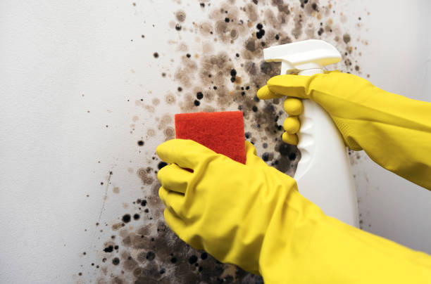 Best Office Mold Removal Services  in North Falmouth, MA