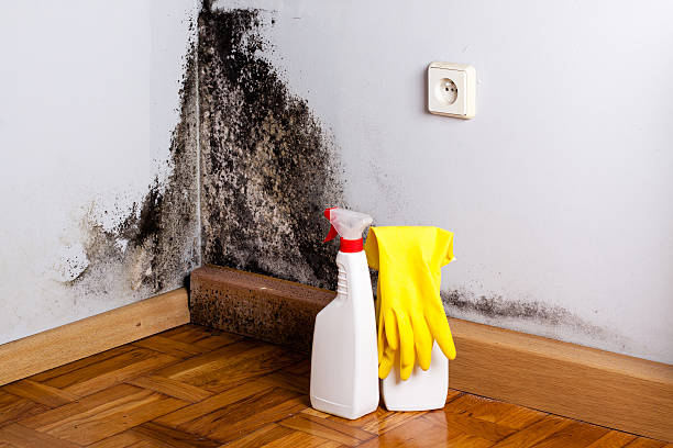 Best Mold Remediation Services  in North Falmouth, MA