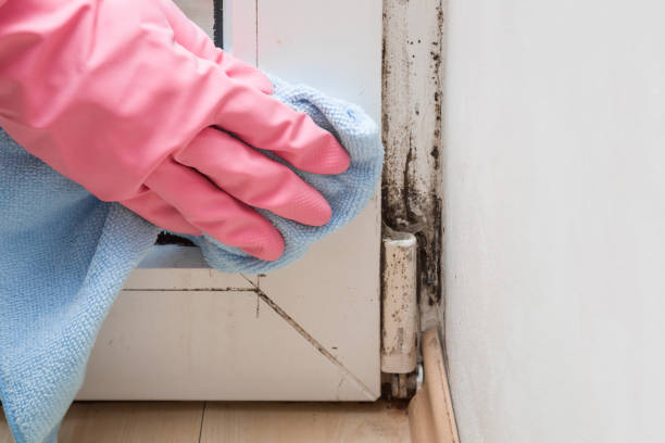 Best Affordable Mold Removal  in North Falmouth, MA