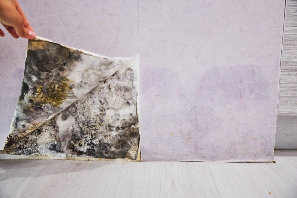 Best Mold Damage Repair  in North Falmouth, MA